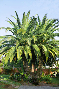 Финик Phoenix canariensis