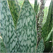 Snake Plant