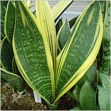 Snake Plant