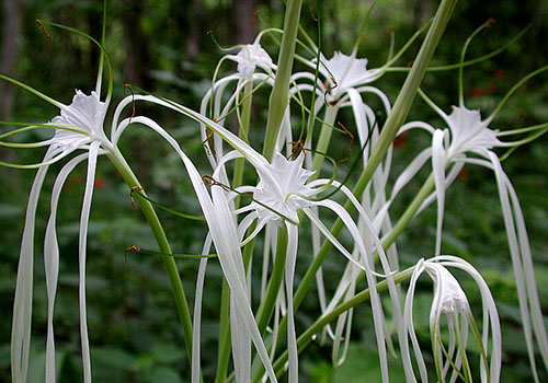 Hymenocallis caribaea