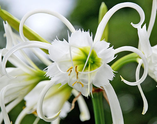 Hymenocallis 