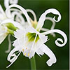 Hymenocallis, or Spider  Lily