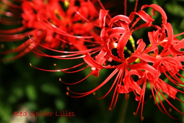 Lycoris (Spider  lily)