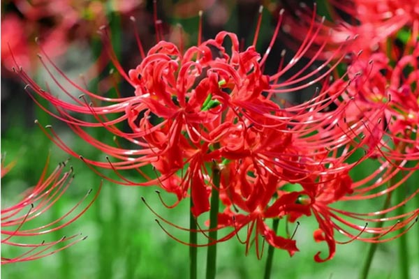 Lycoris radiata