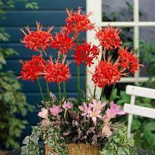 Lycoris (Spider  lily)