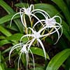 Spider Lily