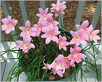 Zephyranthes