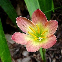 Zephyranthes