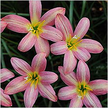 Zephyranthes