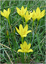 Zephyranthes