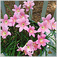 Zephyranthes