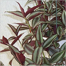 Tradescantia