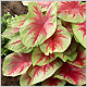 Caladium