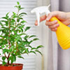 How to Spray  Indoor Plants 
