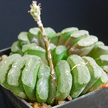 Хавортия truncata