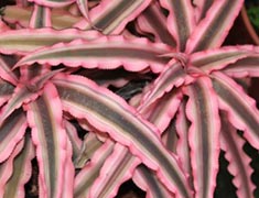 Криптантус bromelioides