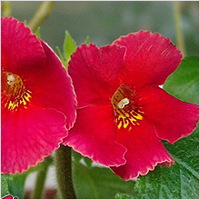 Achimenes