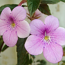 Achimenes