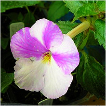 Achimenes 