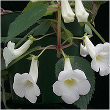 Achimenes 