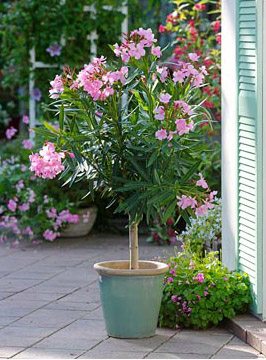 Oleander