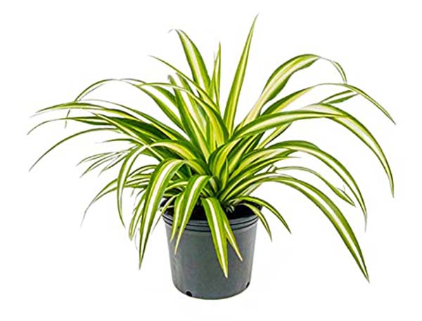 Spider Plant (Chlorophytum) 