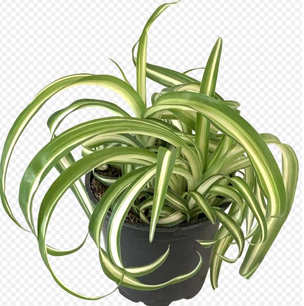 Spider Plant (Chlorophytum) 