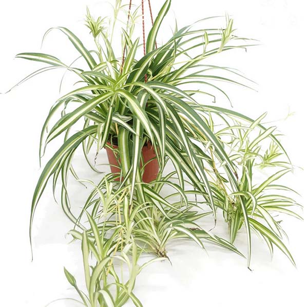 Spider Plant (Chlorophytum) 