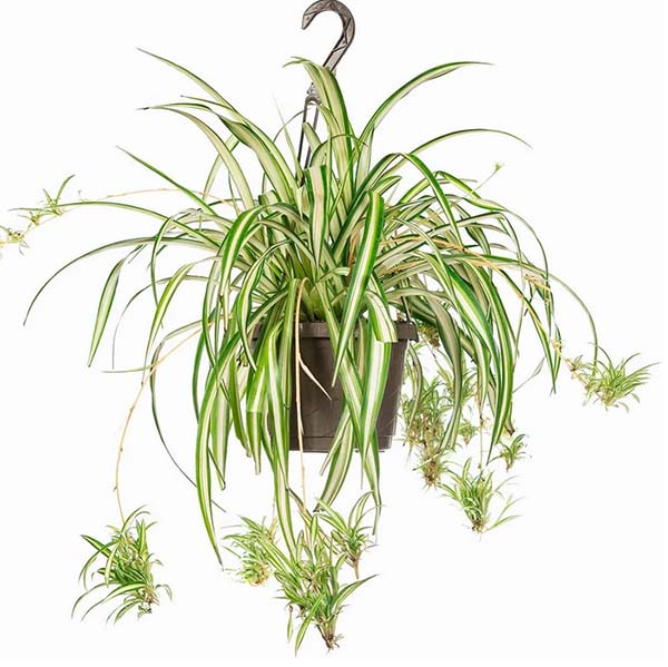 Spider Plant (Chlorophytum) 