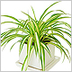 Spider Plant