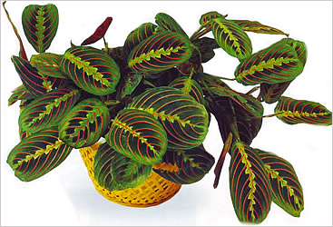 Maranta - Prayer Plant