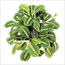 Maranta - Prayer Plant