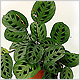 Maranta - Prayer Plant