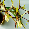 Орхидея брассия или орхидея-паук
