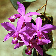 Каттлея violacea