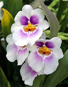 Miltoniopsis Andy Easton