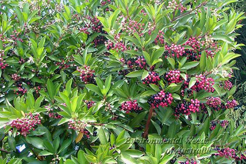 Ardisia elliptica