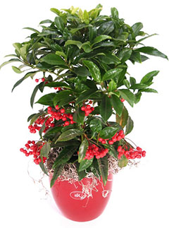 Ardisia crenata