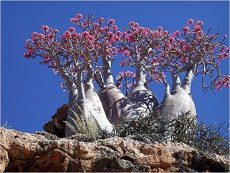 Adenium  