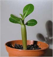 Adenium 