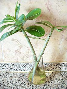 Adenium 