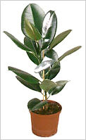 Ficus