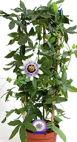 Passion Flower Vine 