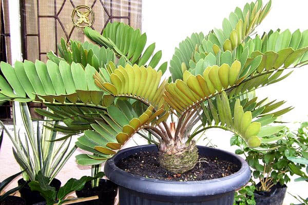 Zamia (Cardboard Palm)