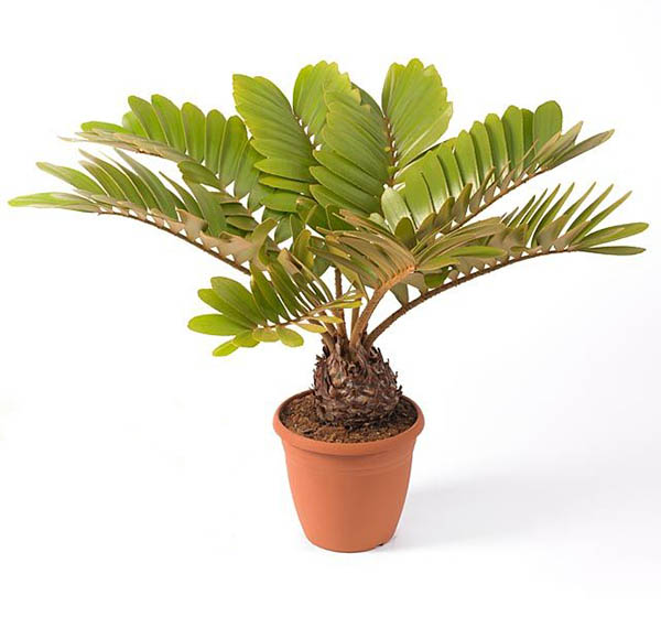 Zamia (Cardboard Palm)