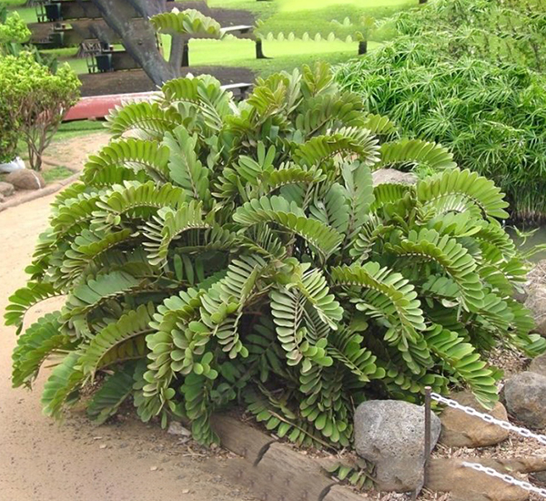 Zamia (Cardboard Palm)