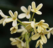 Клеродендрум fragrans