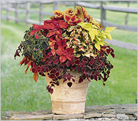 Coleus